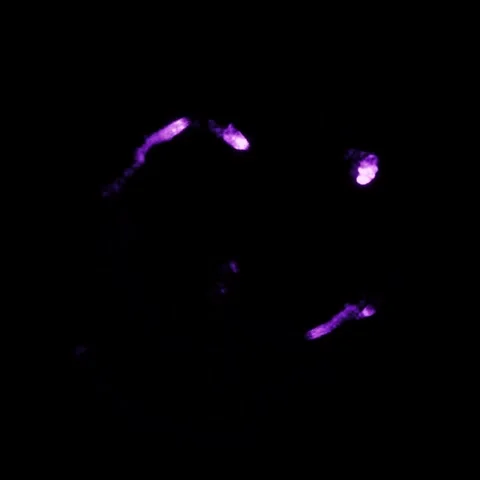 Purple Ghost Assemble Overlay - High Quality Stock Footage Stock Footage 310749408