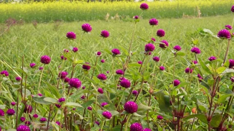 Purple globe amaranth blooming Stock-Footage 333414877