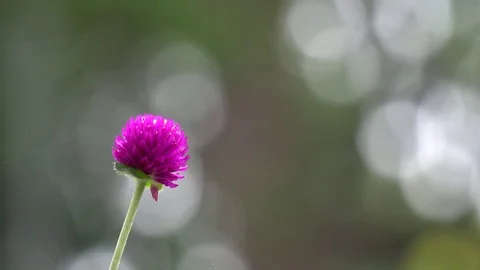 Purple Globe amaranth Stock Footage 74508556