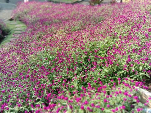 Purple globe amaranth Stock Photos