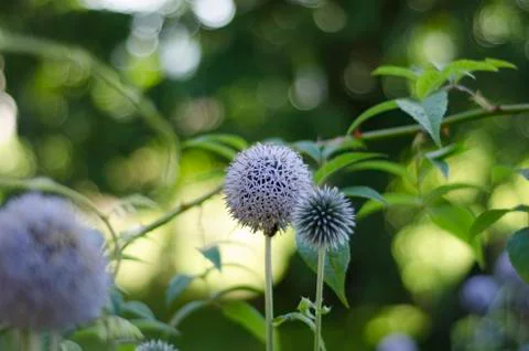 Purple globe thistle -  echinops setifer, flowers Stock Photos