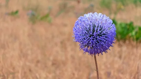 Purple globe thistle in field Stock Footage 341775023
