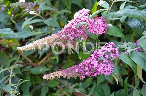 Purple gooseneck flowers Stock Photos