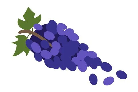 Purple grape bunch vector illustration on white background. Ripe vineyard fruit Stock Illustration