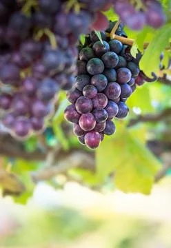 Purple grape fruit Stock Photos
