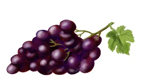 Purple grape with green leaf. Stock Illustration
