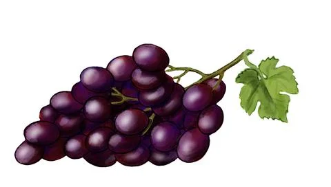 Purple grape with green leaf. Stock Illustration