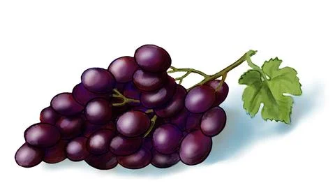 Purple grape with green leaf. Stock Illustration