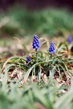 Purple Grape Hyacinth Stock Photos