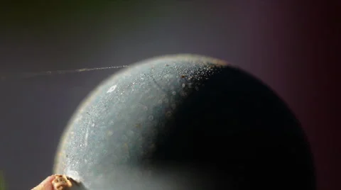 Purple Grape In Macro Stock Footage 42281345