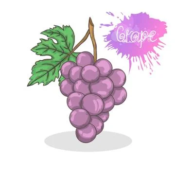 Purple grape vector illustration Stock Illustration