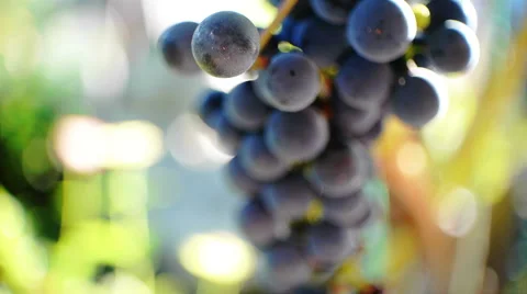 Purple Grapes 1 Stock Footage 42280745