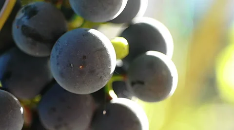 Purple Grapes 2 Stock Footage 42281040