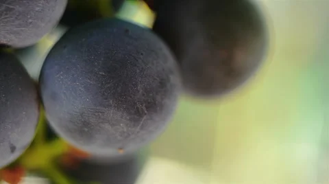 Purple Grapes 3 Stock Footage 42278598