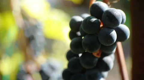 Purple Grapes 4 Stock Footage 42516056
