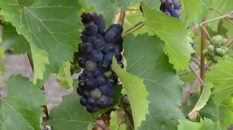 Purple grapes Stock Footage 51367594