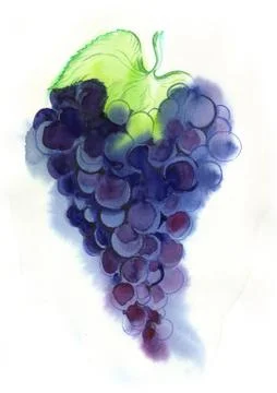 Purple grapes Stock Illustration