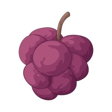 Purple grapes illustration Stock Illustration