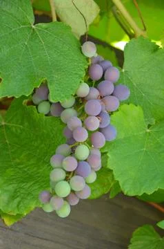Purple grapes Stock Photos