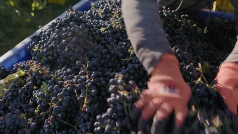 Purple grapes sorted in a bin during harvest Stock Footage 161077646