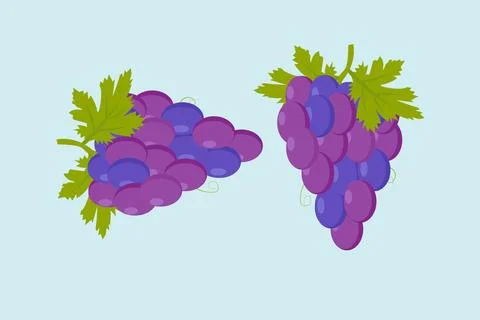 Purple Grapes Vector Illustration Stock Illustration