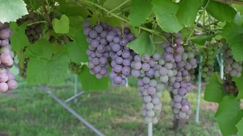Purple grapes on a vine Stock Footage 282644000