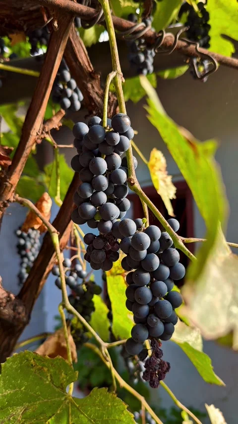 Purple Grapes on a Vine in Warm Autumn Light Stock Footage 344878747