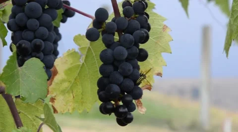 Purple grapes with wasps Stock Footage 51367634