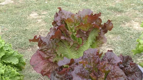 Purple green leaf lettuce Stock Footage 126766199