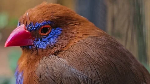 A purple grenadier bird  Stock Footage 266149307