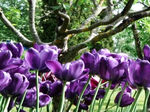 Purple Haze 1 Video stock 489966