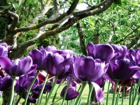 Purple Haze 2 Video stock 489968