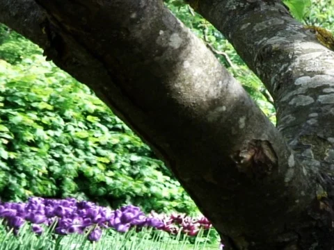 Purple Haze 3 Video stock 489969