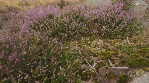 Purple Heather Flower Low Angle Descending Dolly 動画素材 219611424