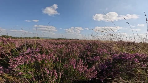 Purple Heather Stock Footage 283132679