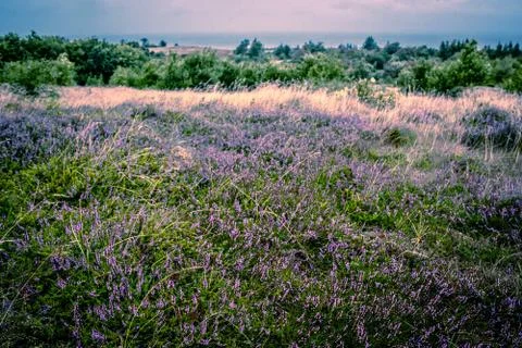 Purple heather Stock Photos