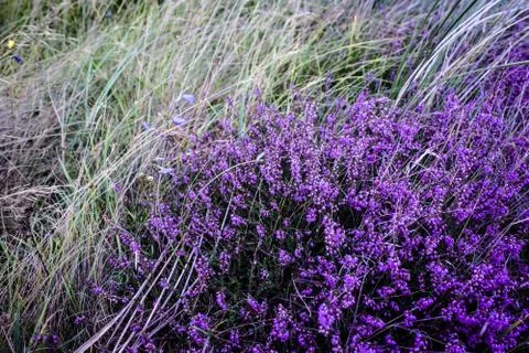 Purple heather Stock Photos