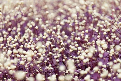 Purple heather Stock Photos