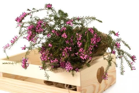 Purple heather Stock Photos
