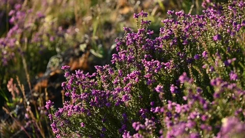 Purple heather swaying gently in the breeze Stock Footage