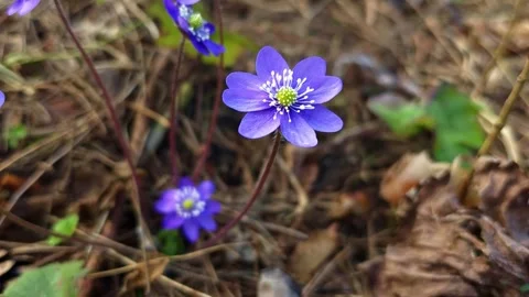 Purple Hepatica Wildflower Close Up Stock Footage 332558255