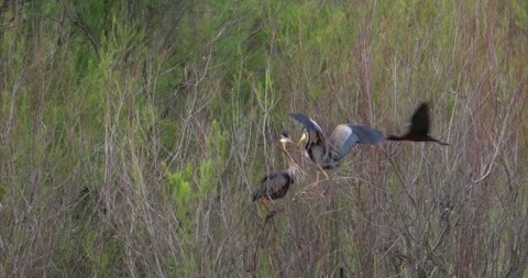 Purple heron couple Stock Footage 281085964