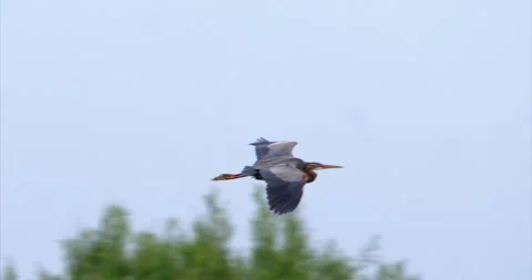 Purple heron flying 4 Stock Footage 281163036