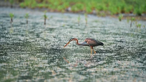 Purple heron wading in the pond Stock Footage 140467676