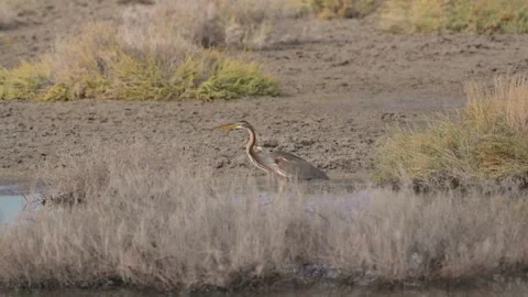 Purple Heron walking cautiously Stock Footage 170555197