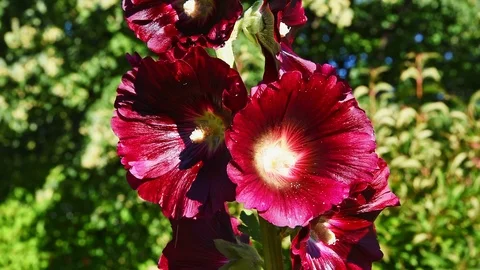Purple hollyhock Stock Footage 95625829