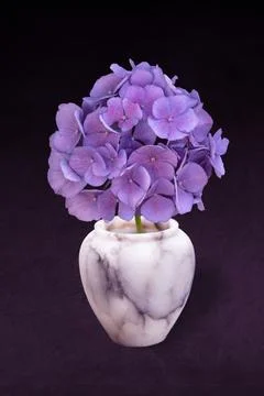Purple Hortensia (Hydrangea) blossom. Flowering hortensia in little marble va Stock Photos