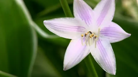 Purple Hosta flower Stock Footage 12249661