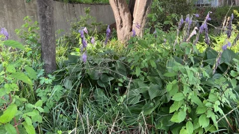 Purple Hosta Flowers Swaying Above Dense Green Leaves in Sunlight Video stock 342738457