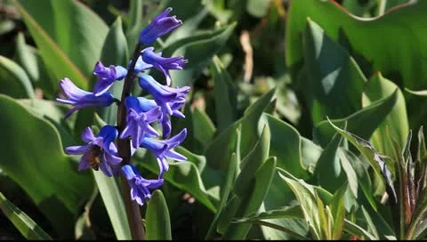 Purple hyacinth and bee in the spring garden Stock Footage 11019639